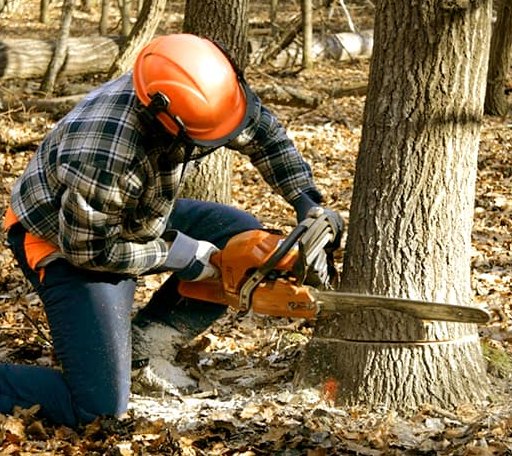 Tree Removal in Onemo, VA